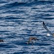 Puffins majeur et des Baléares